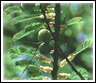 Info about Amla