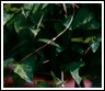 Info about Podapatri