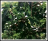 Info about Thanikayalu